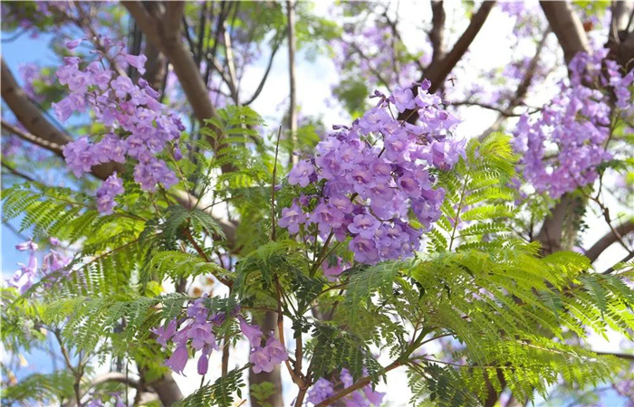 大理的藍(lán)花楹開了，邂逅一場“藍(lán)花雨”，赴一場紫色浪漫！