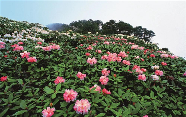 大理旅游 六月，蒼山等你赴一場花的“盛宴”！