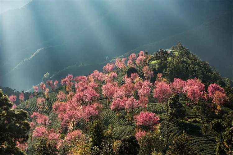大理櫻花季：南澗無量，秘境花鄉(xiāng)——神仙姐姐居住的地方！快來大理旅游吧！