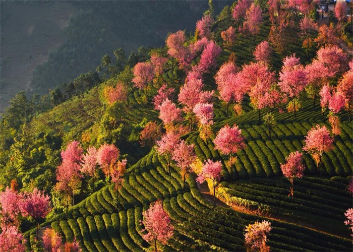 大理旅游：冬日賞櫻，徒步無量山。漫步洱海，打卡s彎小鐮倉(cāng)。邂逅精靈，洱海紅嘴鷗。